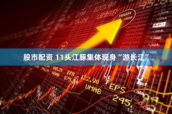 股市配资 11头江豚集体现身“游长江”